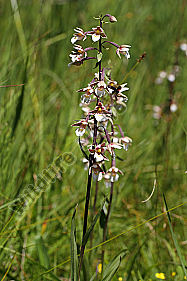 Sumpfstendelwurz