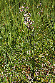 Sumpfstendelwurz