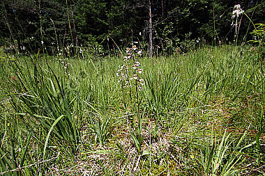 Sumpfstendelwurz