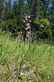 Sumpfstendelwurz