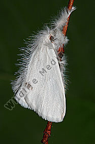 Schwan