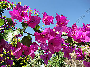 Australia Botany