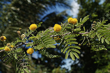 Australia Botany