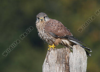 Turmfalke