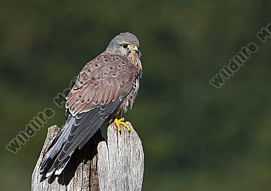 Turmfalke