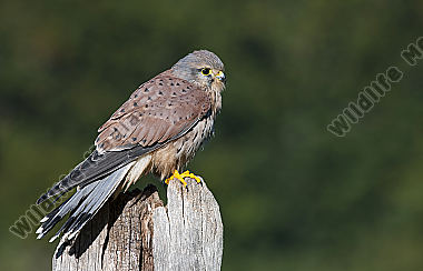 Turmfalke