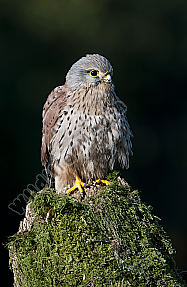 Turmfalke