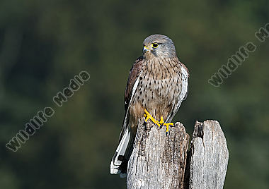 Turmfalke