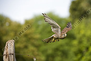 Turmfalke