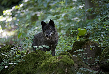 Timberwolf