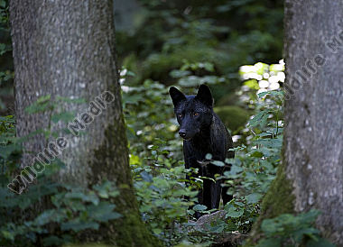 Timberwolf