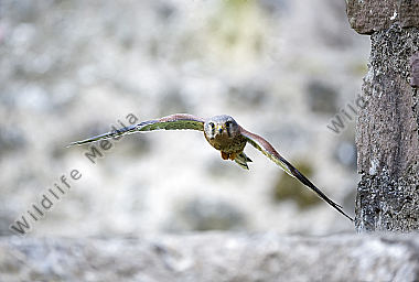 Turmfalke