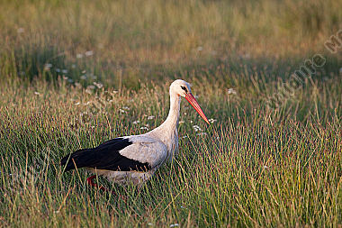 Weißstorch