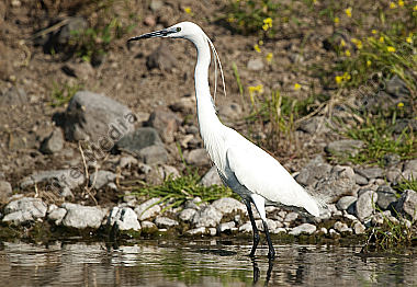 Seidenreiher