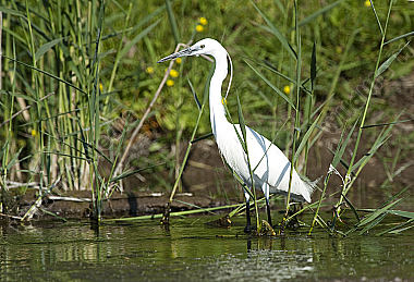 Seidenreiher