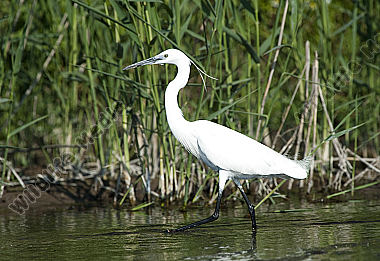Seidenreiher