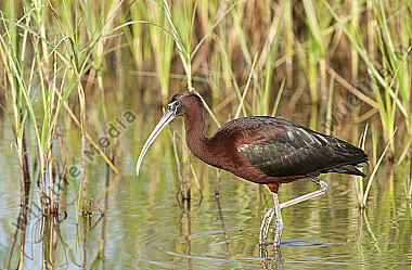 Braune Sichler