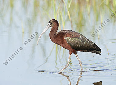 Braune Sichler