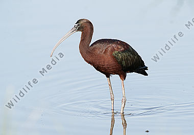 Braune Sichler