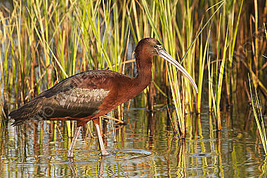 Braune Sichler