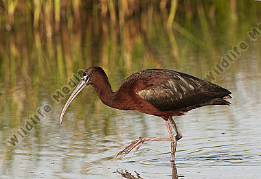 Braune Sichler