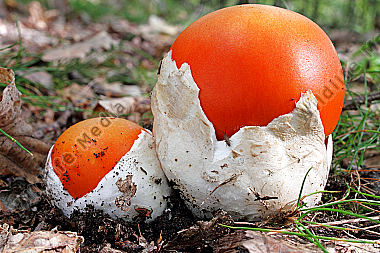 Kaiserling Bild bestellen Naturbilder bei Wildlife Media
