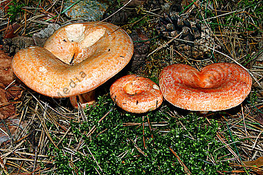 Edelreizker
