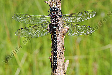 Hochmoor-Mosaikjungfer