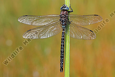 Hochmoor-Mosaikjungfer