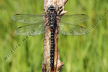 Hochmoor-Mosaikjungfer