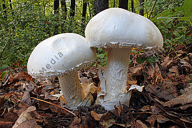 Eier-Wulstling