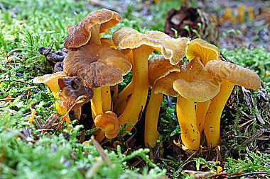 Starkriechender Pfifferling