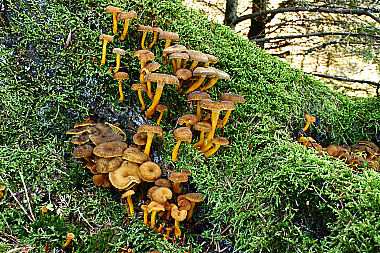 Starkriechender Pfifferling