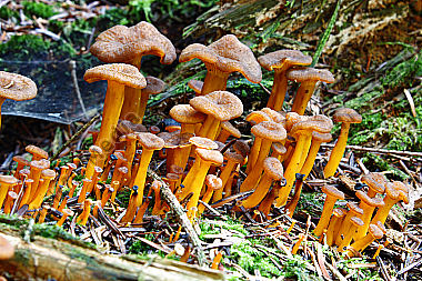 Starkriechender Pfifferling