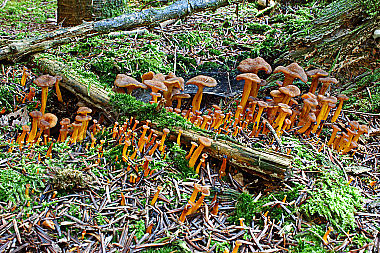 Starkriechender Pfifferling