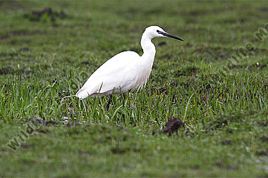 Seidenreiher