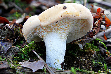 Semmelstoppelpilz