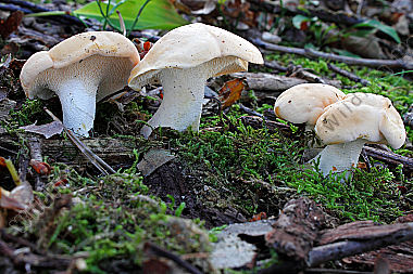 Semmelstoppelpilz