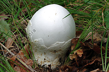 Eier-Wulstling
