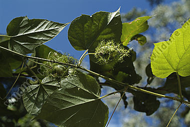 Australia, Botany
