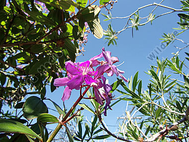 Australia, Botany