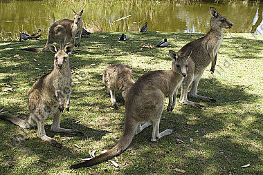 Australia, Kangaroo