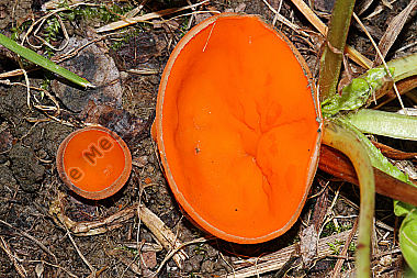 Gemeiner Orangenbecherling