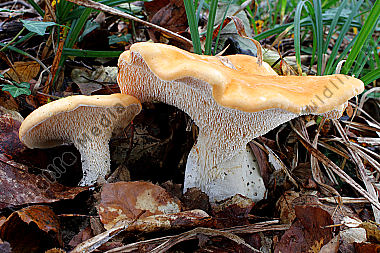 Semmelstoppelpilz