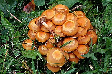 Stockschwämmchen
