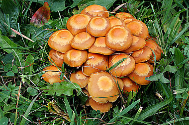 Stockschwämmchen
