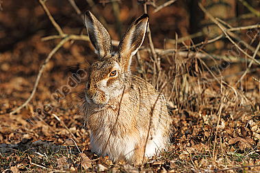 Feldhase im Wald