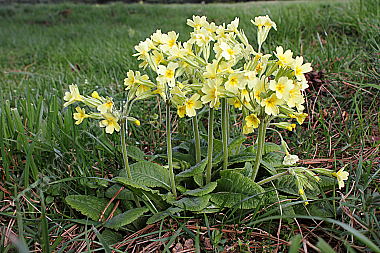 Gewöhnliche Schlüsselblume