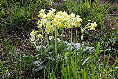 Gewöhnliche Schlüsselblume