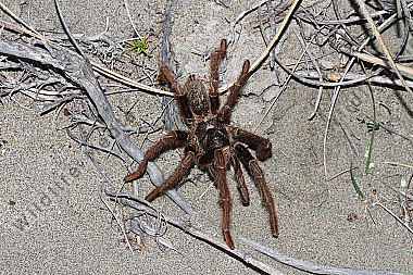 Valdes Vogelspinne